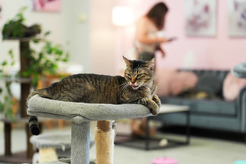 St. Augustine Cafe Serves Coffee & Kitties