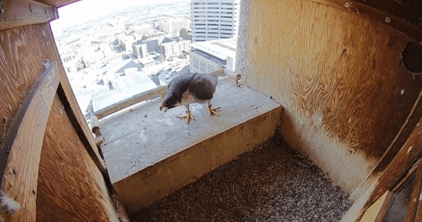 FalconCam Live: St. Paul Falcons Ready to Lay Eggs