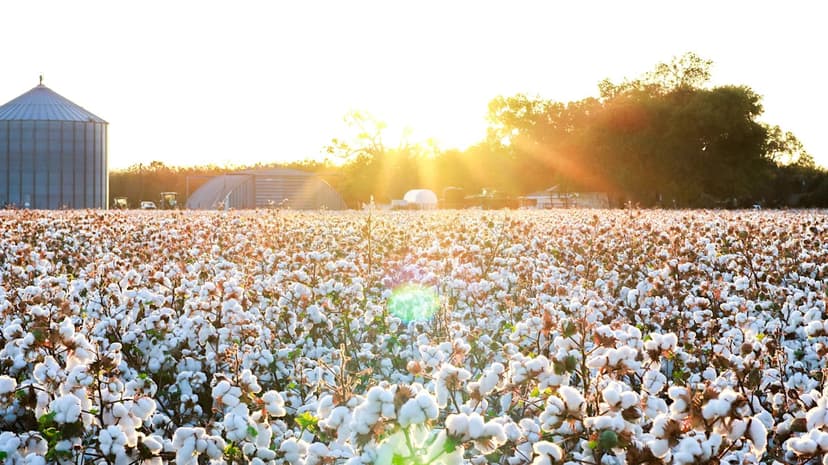 Cotton Prices Stable, But Growers Face Squeeze