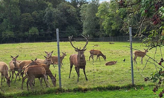 Stag Beheaded at Newbridge Demesne Park
