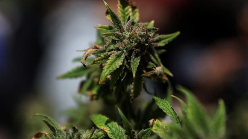 Cannabis Stock Surges on Schedule III Hopes