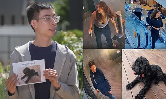 Cavoodle Reunited After Shock Shopping Centre Theft