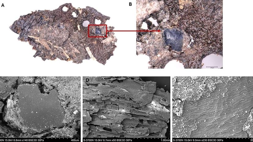 Stone Age Chefs: Ancient Cuisines Revealed