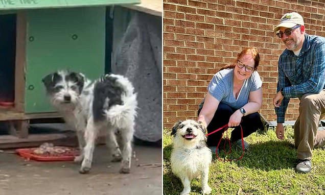 Highway Hero: Stray Dog Survives 2 Months, Finds Home