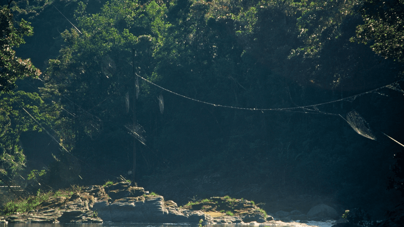 Spider Silk Outshines Steel in Strength