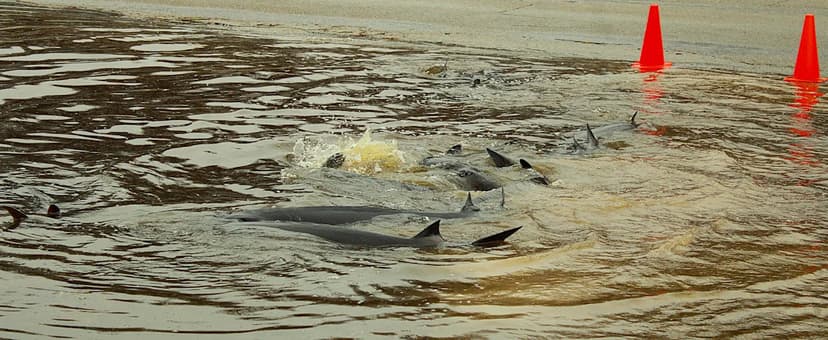 Flooded Yards Become Sturgeon Spawning Grounds
