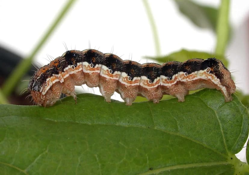 Caterpillar Munching Styrofoam Offers Plastic Waste Hope