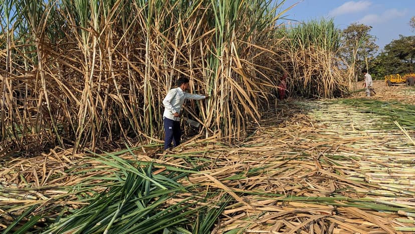 Sugar Mills Shift Focus: Sweetener Over Ethanol for Profits