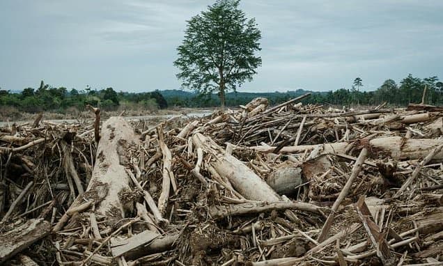 Sumatra's Forests Fall: 1000 Dead, Now Government Fights Back