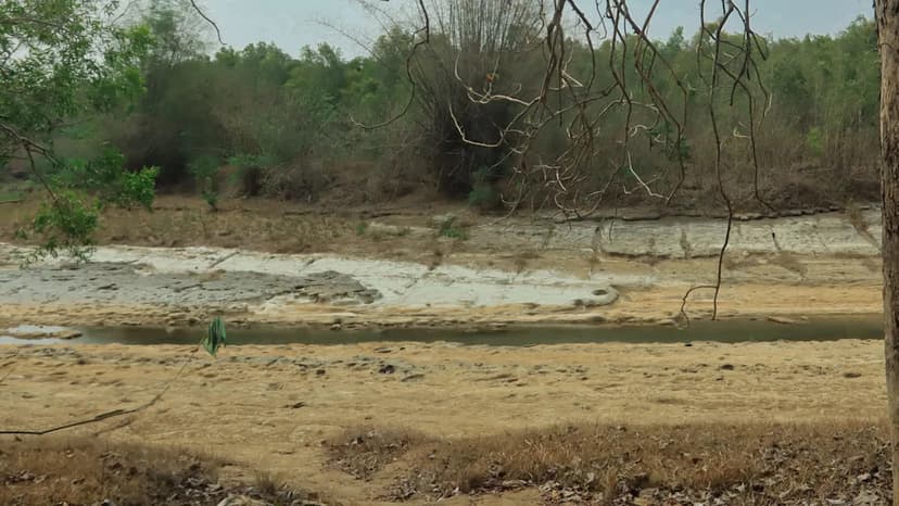 Rare Sumatran Tiger Sighted in Indonesia