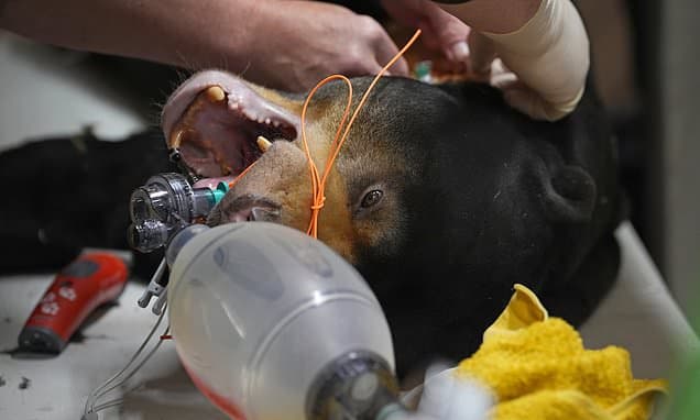 Sun Bear's Rare Surgery Offers Hope for Species Survival