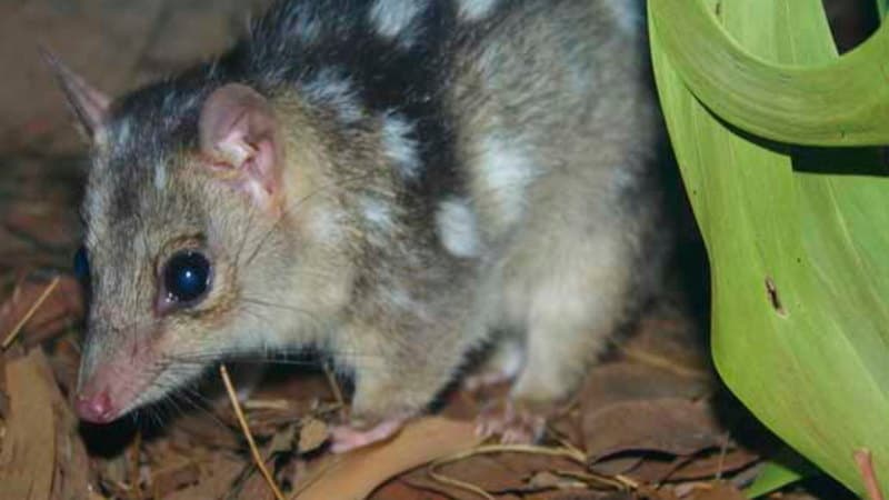 Super Quolls: One Gene Away From Cane Toad Immunity