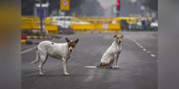 Supreme Court Slams States on Stray Dog Crisis