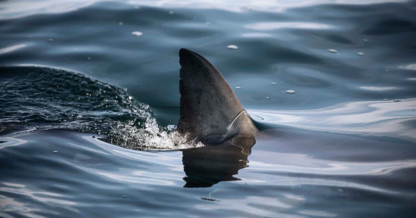 Shark Bites Surfer in Western Australia