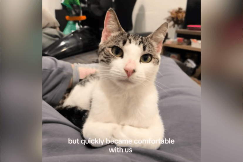 Stray Cat's 'Worms' Reveal Surprise Kittens