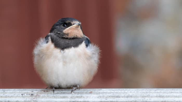 Swifts Vanish: Warmer UK Summers Bring New Dangers