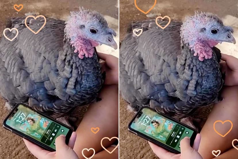 Swiftie Turkey Has "Wi$h LiSt" for Thanksgiving
