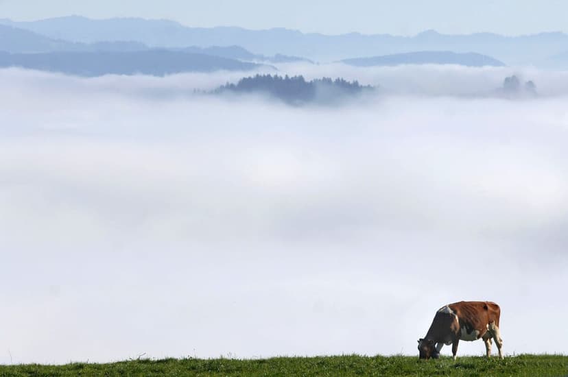 Swiss Army Delivers Water Via Helicopter to Thirsty Cows