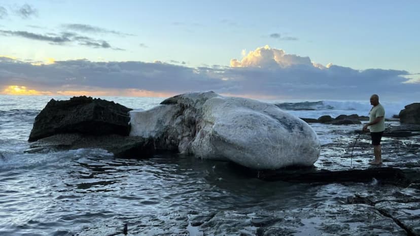 Shark Alert: Dead Whale Closes Sydney Beaches