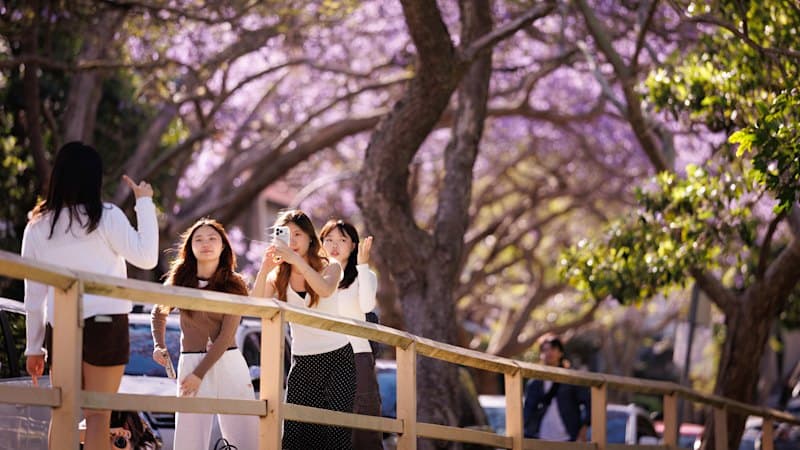 Sydney's Jacarandas: Instagram Craze Closes Streets