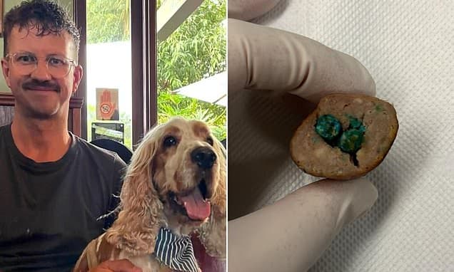 Rat Poison Laced Sausages Menace Sydney Park