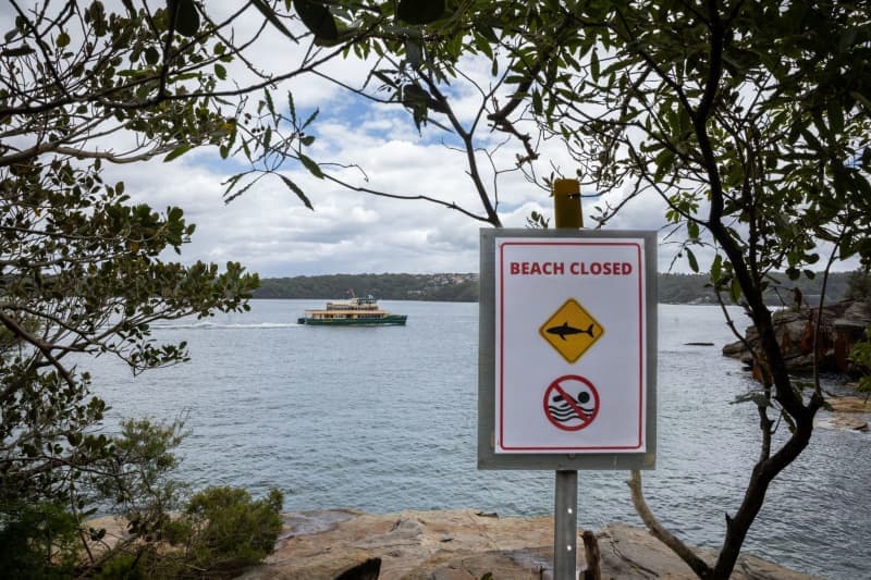 Sydney Shark Attacks Surge: 12-Year-Old Dies