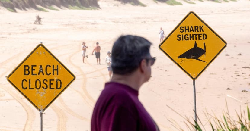 Surfer Critical After Sydney Shark Strike