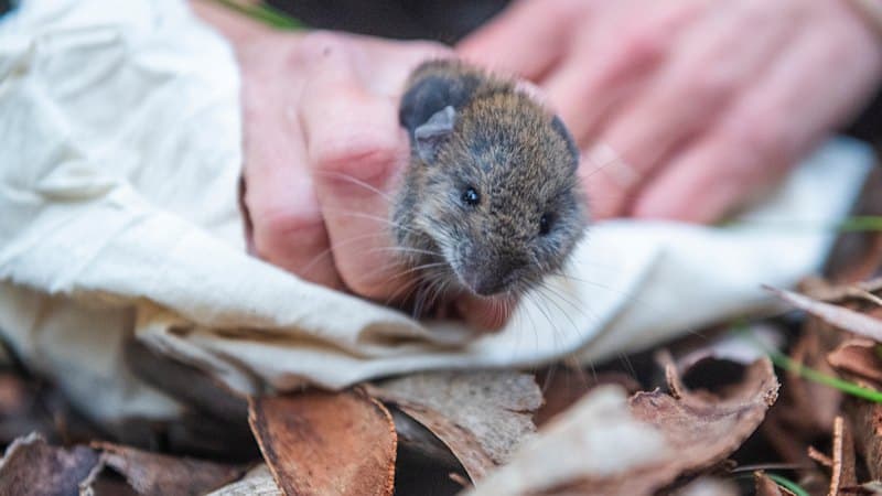 Native Rats Wage War on Invasive Species