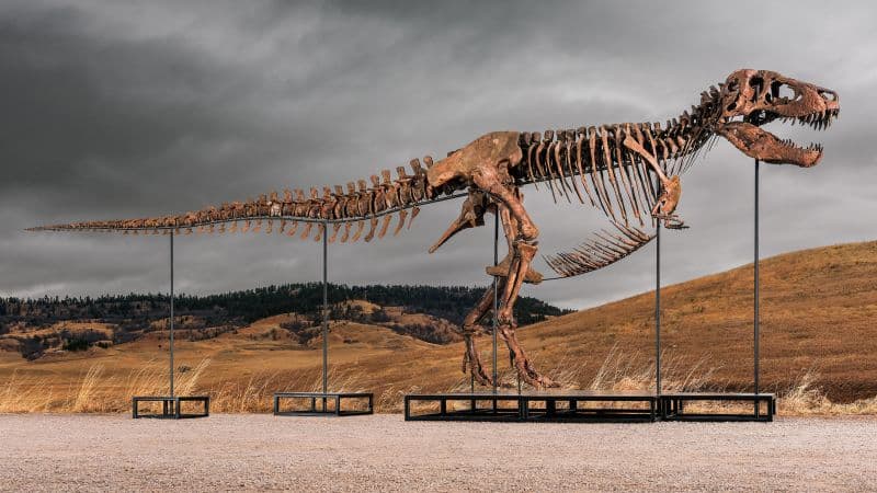 Rare T. Rex Skeleton 'Gus' Fetches Millions Amid Controversy