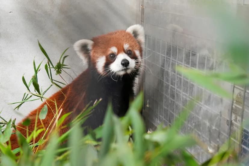 Red Pandas Arrive from China Amid Rising Tensions