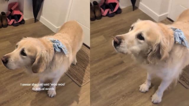 Golden Retriever Speaks English in Viral Video
