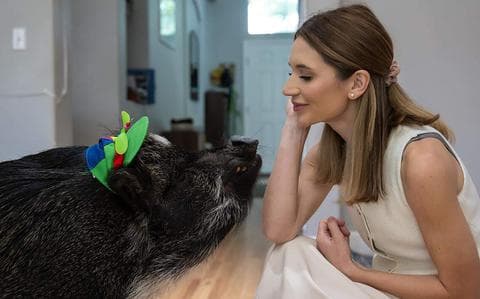 Talking Pig Merlin is a Social Media Star