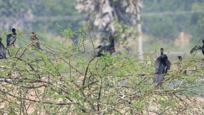 Bird Census Reveals Rich Biodiversity in Tamil Nadu Forests