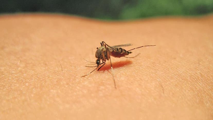 Tamil Nadu Fights Dengue: New Science to Stop Mosquitoes