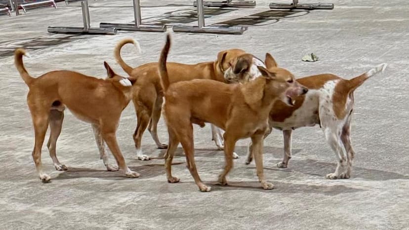 Tamil Nadu Dog Bites Surge: 2.63 Lakh Cases in 4 Months