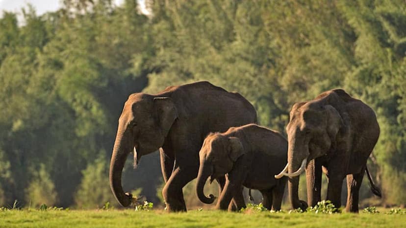 Tamil Nadu Notifies 3 Elephant Corridors