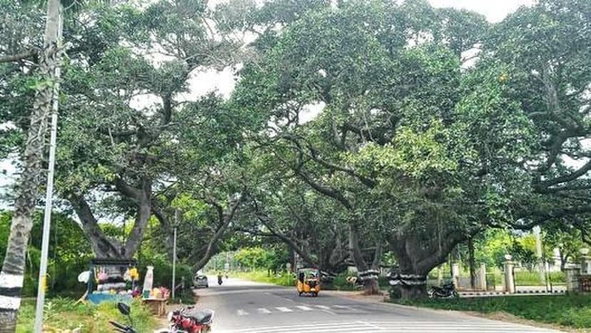 Tamil Nadu to Map Every Tree in Six Cities