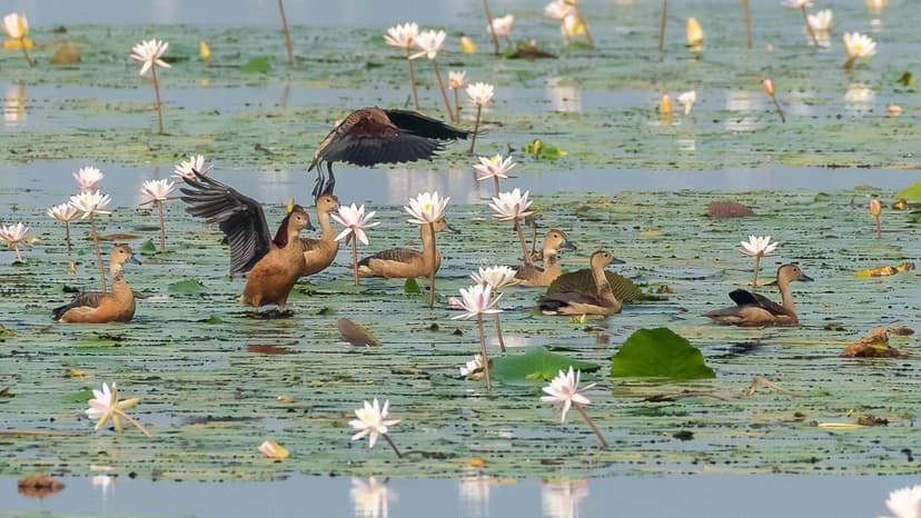 21,000 Birds Flock to Tamirabharani Tanks!