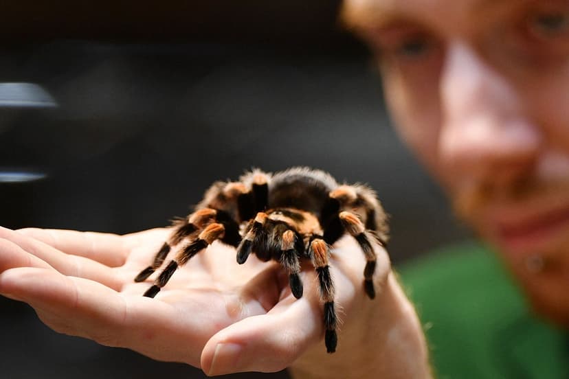Spider Smuggling Skyrockets: 2,000 Tarantulas Seized!