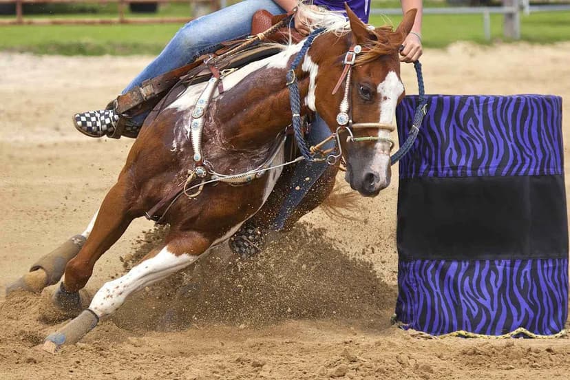 Teen Arrested for Alleged Horse Stabbings at Nevada Event