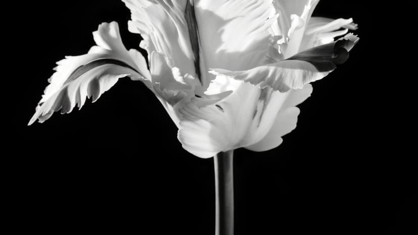 TEFAF Embraces Photography: Old Masters Meet Modern Lens