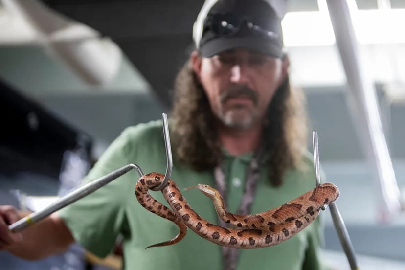 Summer Hikes? Beware These 4 Venomous Snakes