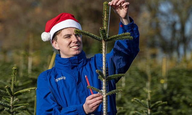 Tesco Offers Free 'Imperfect' Christmas Trees for Charity