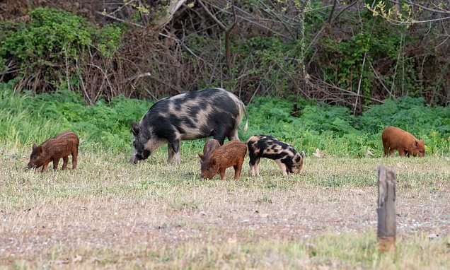 Texas Anthrax Triangle: Feral Hogs Pose Deadly Risk