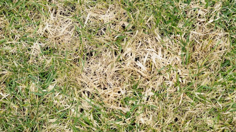 New Pest Threatens Texas Grasslands