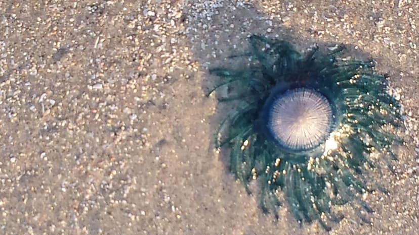 Poisonous Jellyfish Close Thailand Beach