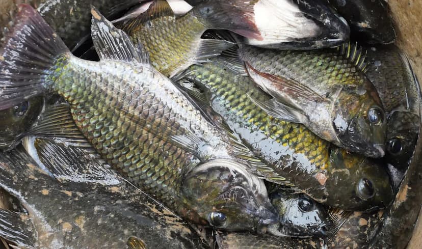 Thailand's Tilapia Terror: Invasive Fish Overruns Waterways