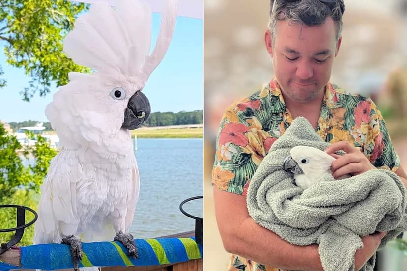 Blind Cockatoo Soars to Therapy Pet of the Year