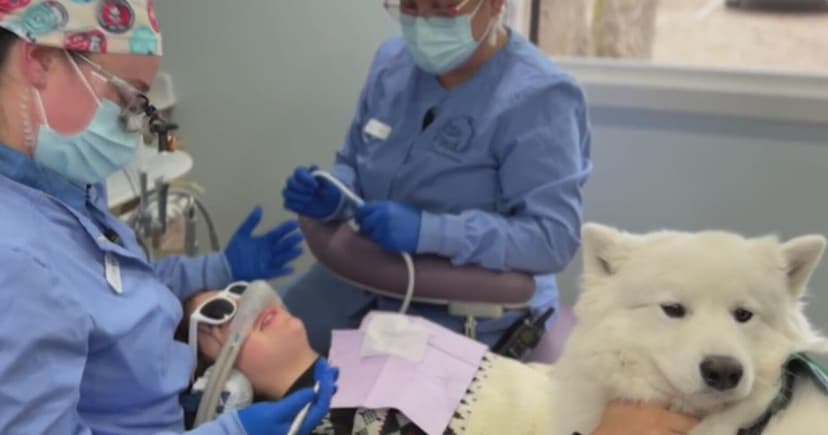 Therapy Dog Eases Dental Fears with Furry Comfort