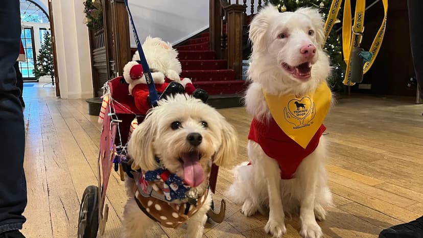 Disabled Dogs Bring Joy to Brain Injury Patients